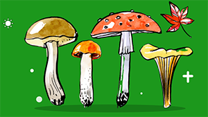 【i周末】蘑菇法则